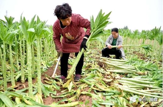 萵筍兄弟貢菜 全年高價、雙季種植的新鮮蔬果瑰寶